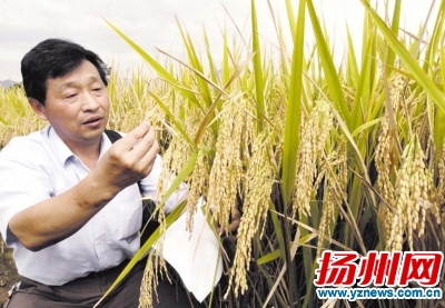 张洪程在检查杂交水稻稻穗长势情况。新华社发（资料图片）