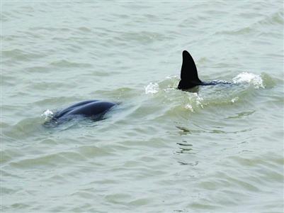 水中游弋的长江江豚。南京摄迷迷粉丝 　　武家敏 摄