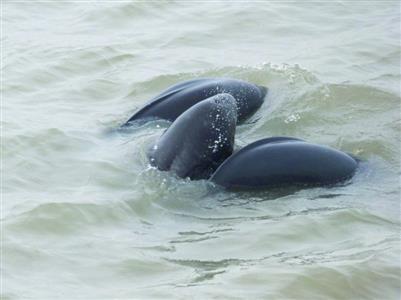 水中游弋的长江江豚。南京摄迷迷粉丝 　　武家敏 摄