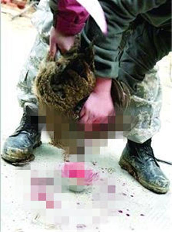 小学生生存训练学杀鸡 场面残忍血腥引争议