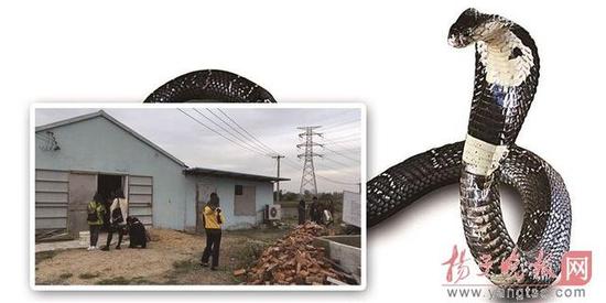 南京出逃眼镜蛇仍有59条下落不明 若伤人谁担责