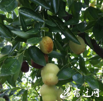 QQ截图20161009074712