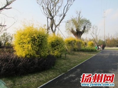 黄金香柳和沙柳