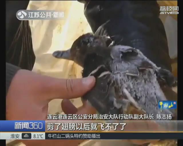 放置&ldquo;鸭媒&rdquo;捕鸟 连云港警方解救几千只野生鸟