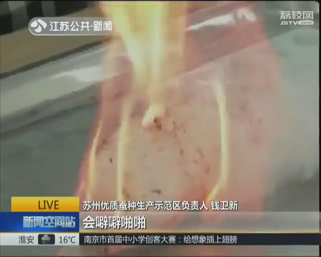 起底景区低价蚕丝被 填充物里暗藏“猫腻”