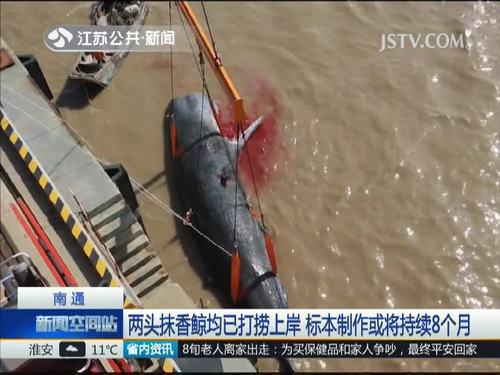两头抹香鲸均已打捞上岸 标本制作或将持续8个月