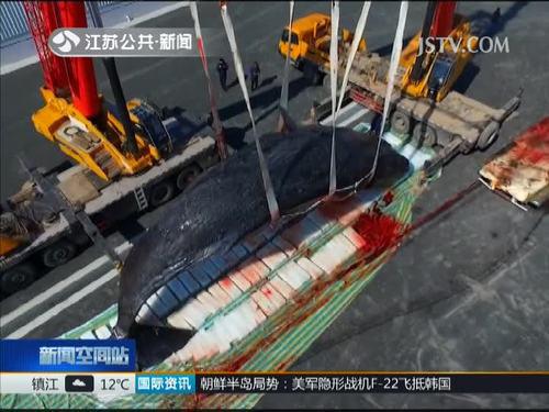 两头抹香鲸均已打捞上岸 标本制作或将持续8个月