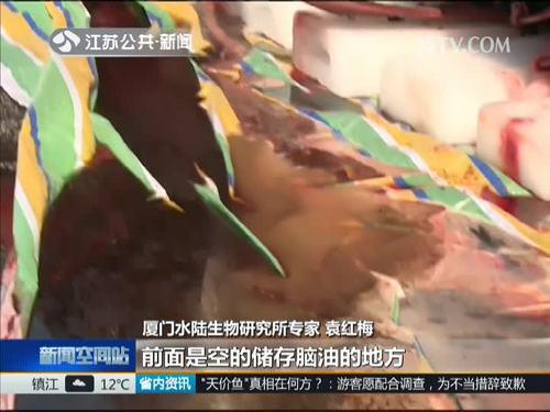 两头抹香鲸均已打捞上岸 标本制作或将持续8个月