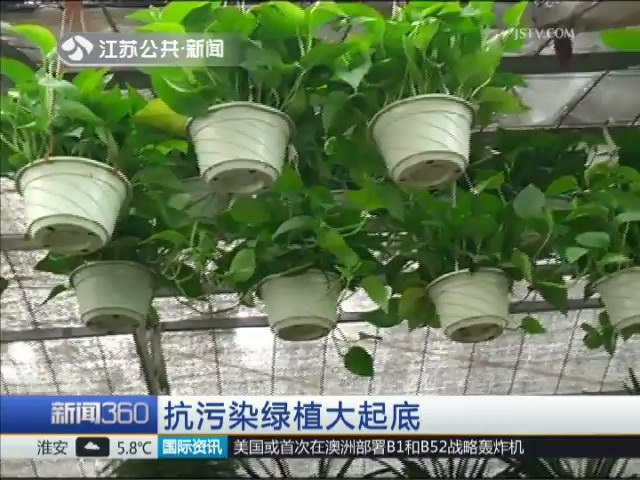 抗污染绿植大起底 你选对了吗?