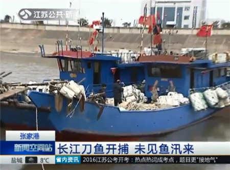 张家港长江刀鱼开捕 最贵可卖到五千元一斤