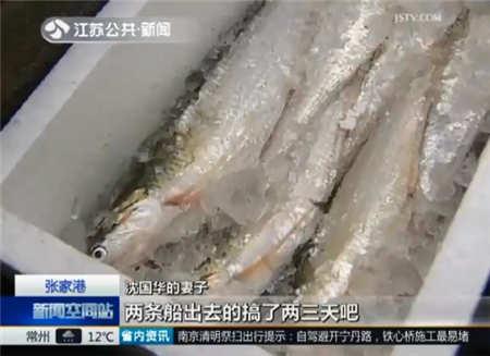 张家港长江刀鱼开捕 最贵可卖到五千元一斤