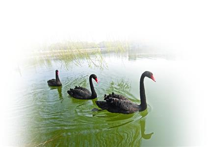南京春季野菜昂贵上市 菜场售卖多为种植野菜