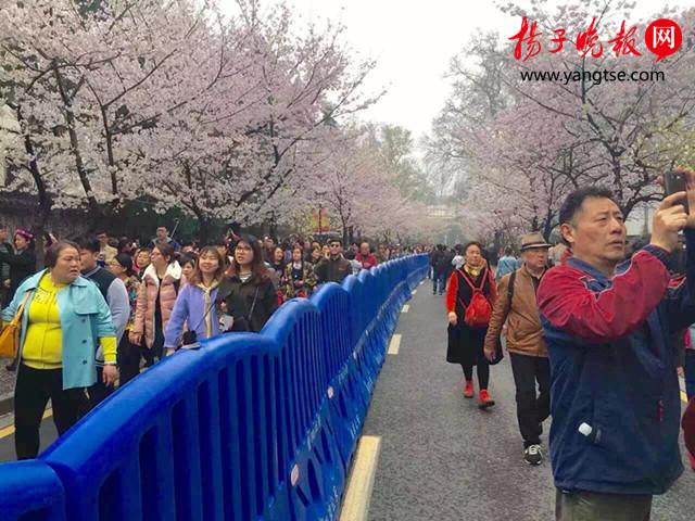 南京鸡鸣寺路樱花开放 一天涌入15万人(图)