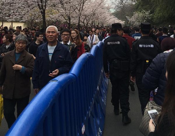 南京鸡鸣寺路樱花开放 一天涌入15万人(图)