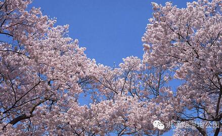 踏春好时节 泗洪洪泽湖湿地迎来最美樱花季