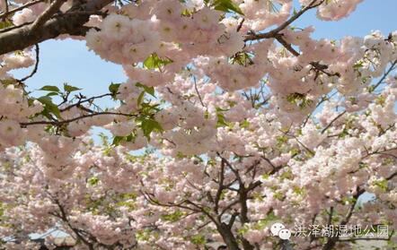 踏春好时节 泗洪洪泽湖湿地迎来最美樱花季