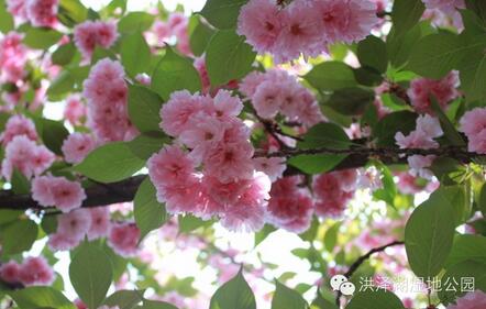 踏春好时节 泗洪洪泽湖湿地迎来最美樱花季