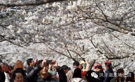踏春好时节 泗洪洪泽湖湿地迎来最美樱花季