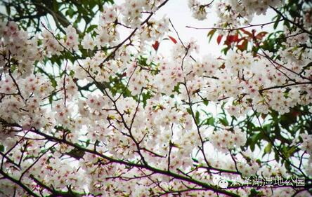 踏春好时节 泗洪洪泽湖湿地迎来最美樱花季