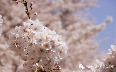 踏春好时节 泗洪洪泽湖湿地迎来最美樱花季