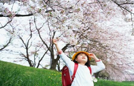 踏春好时节 泗洪洪泽湖湿地迎来最美樱花季