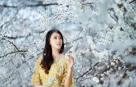 踏春好时节 泗洪洪泽湖湿地迎来最美樱花季