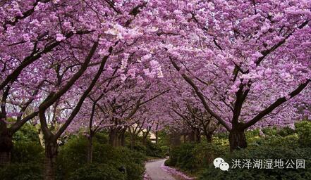 踏春好时节 泗洪洪泽湖湿地迎来最美樱花季