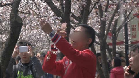 文明赏花！南京鸡鸣寺樱花遭游客人为制造&ldquo;浪漫花雨&rdquo;