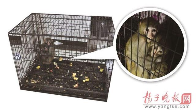 南京一酒店私自喂养两只猕猴 否认用于活猴取脑