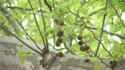 南京首次启用无人机治理&ldquo;梧桐雨&rdquo;