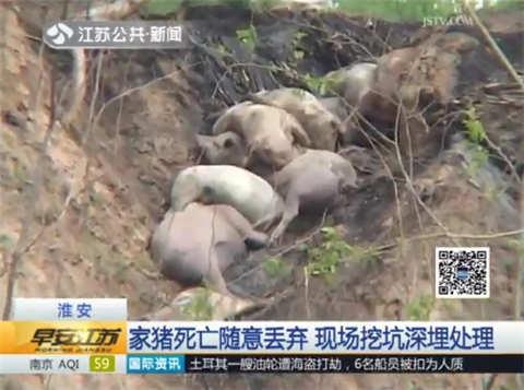 家猪死亡丢弃古黄河边 危及饮用水保护区