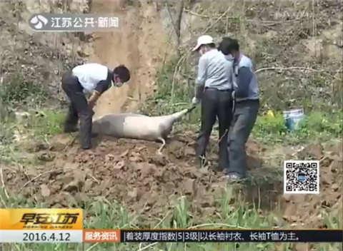 家猪死亡丢弃古黄河边 危及饮用水保护区