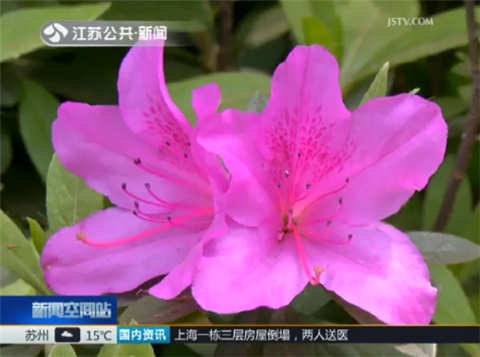 花粉柳絮&ldquo;过敏季&rdquo; 专家建议简化护肤步骤