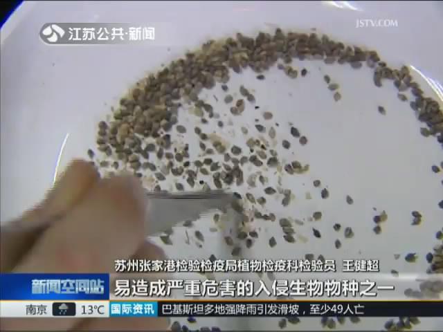张家港截获30多吨恶性杂草种子