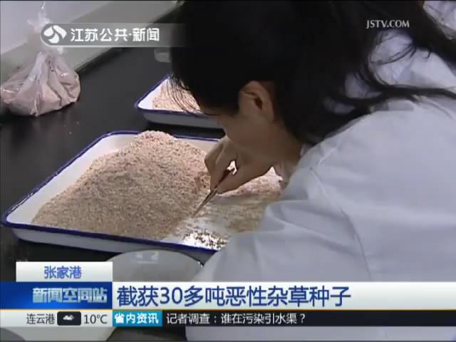 张家港截获30多吨恶性杂草种子