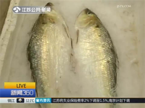 拯救&ldquo;长江三鲜&rdquo; 河豚养殖技术成熟毒性可控