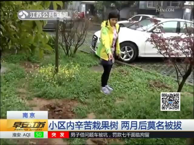 小区内辛苦栽果树 两月后莫名被拔