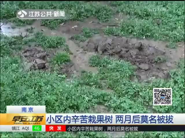小区内辛苦栽果树 两月后莫名被拔