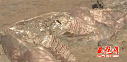 世界最大淮河象“现身”宿迁泗洪