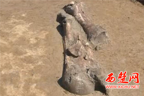 世界最大淮河象“现身”宿迁泗洪