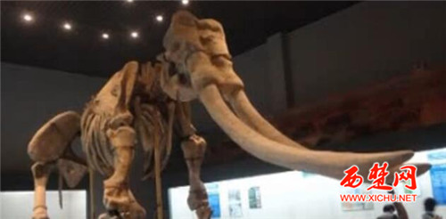 世界最大淮河象“现身”宿迁泗洪