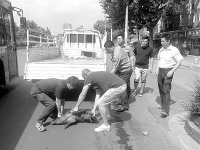 高温天下小猪在南京闹市区狂奔 中暑然后热死了