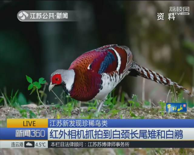 江苏新发现珍稀鸟类 系红外相机野外抓拍
