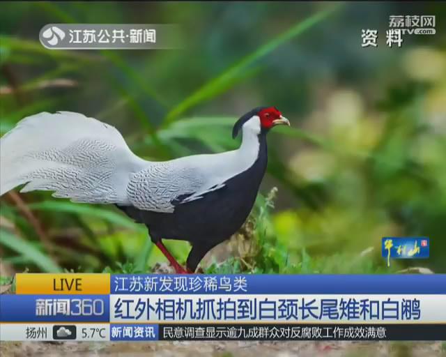 江苏新发现珍稀鸟类 系红外相机野外抓拍