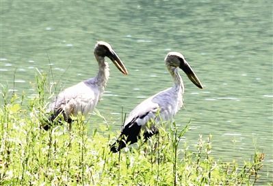 颜值担当！美丽中国的生态保护样本让世界瞩目