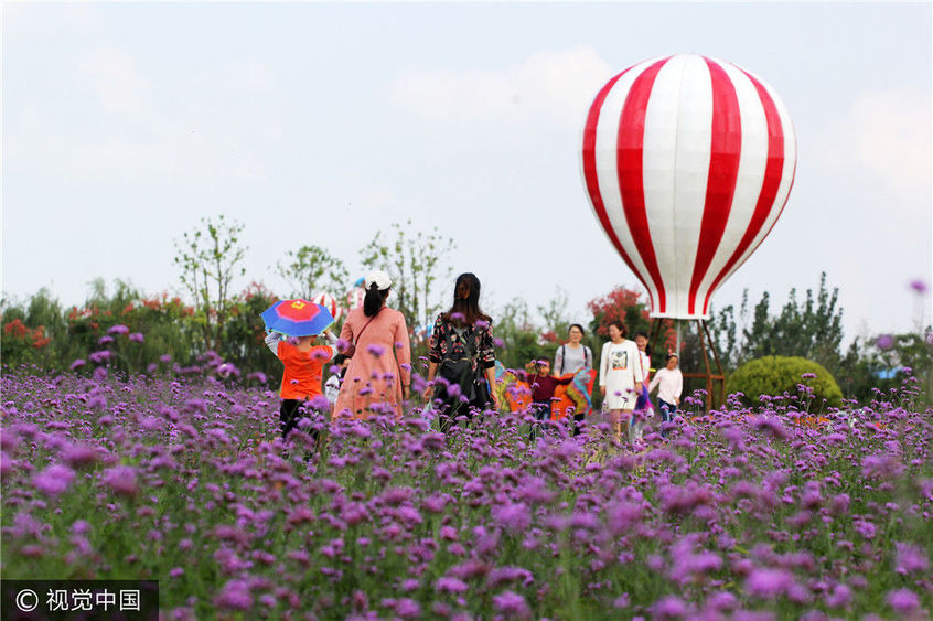 2017年10月7日,江苏盐城.众多游人在大丰区荷兰花海景区游览.