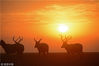 2017年11月23日，江苏省盐城市川东港黄海滩涂，满天的朝霞染红了正在觅食的野生麋鹿群，构成了一幅美丽的生态画卷。