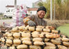 2017年11月24日，江苏南通，藕农在采收浅水藕。