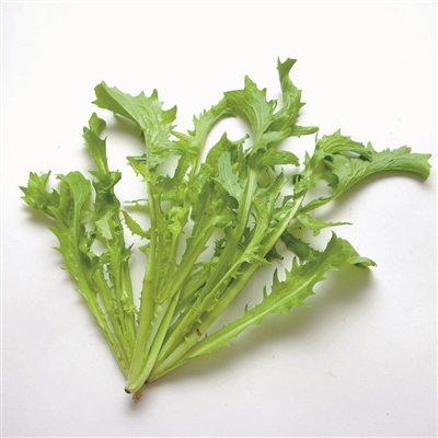 苦菊9615什么功效