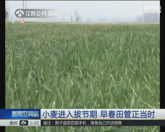 小麦进入拔节期 早春田管正当时